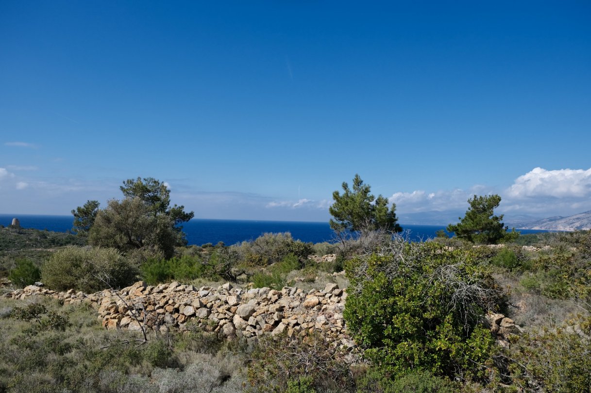 Anno nuovo, orchidee nuove: dalla Grecia con passione.